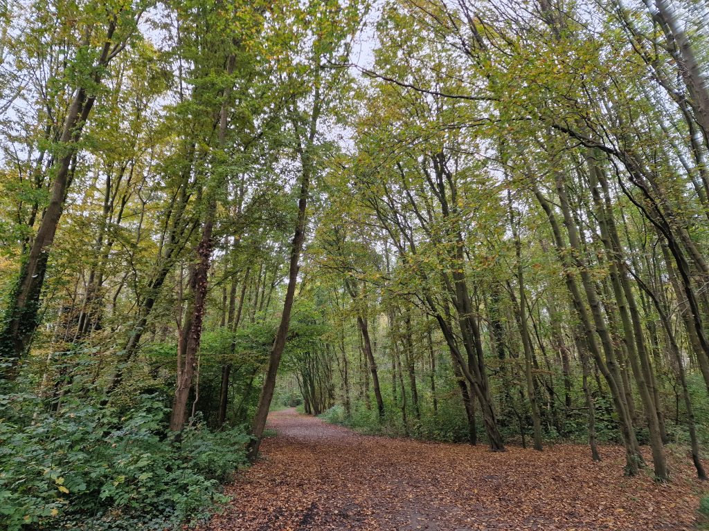 Het bosgebied ten noorden van SveaParken