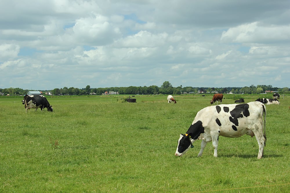 Een koe graast in het weiland op een bewolkte dag.