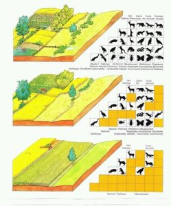 Een tekening met verschillende landschapselementen en het effect op de hoeveelheid diersoorten.