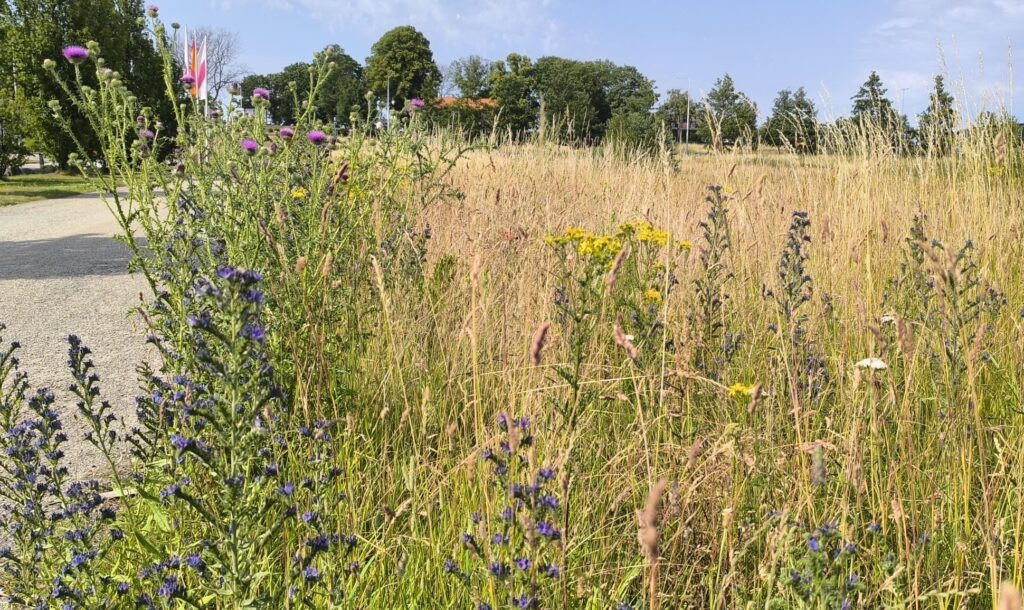 Een berm vol met bloeiende kruiden en afgewisseld met lang gras.